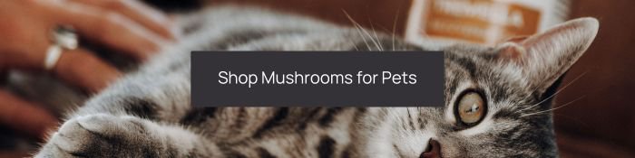 shop mushrooms for pets