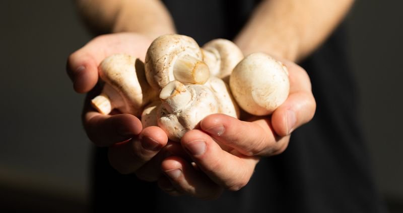 Eating Raw Mushrooms: What You Need to Know About Safety and Nutrition cover