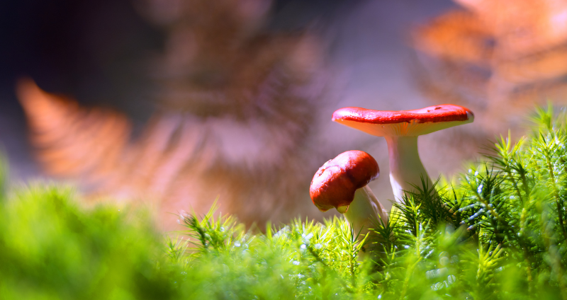 How Mushrooms Support Ecosystem Health and Biodiversity cover