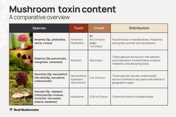 comparison of mushroom species’ toxin content