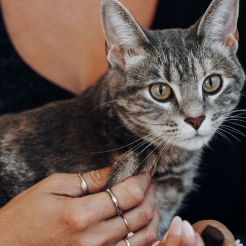 cat being held by person