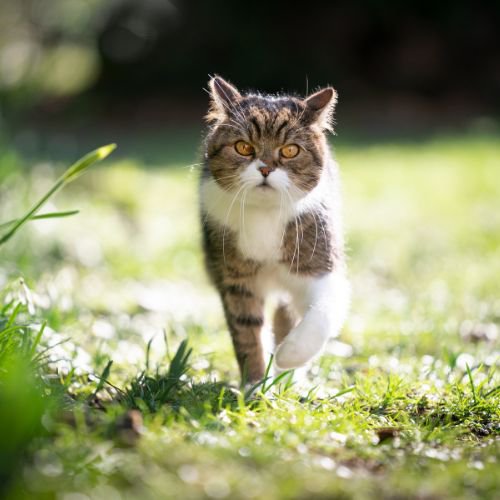 cat walking in grass