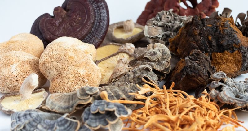 Mushroom Types: A Comprehensive Guide for Health Enthusiasts cover