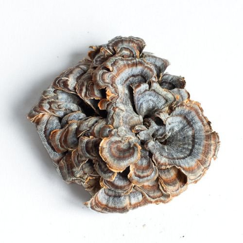 turkey tail mushroom