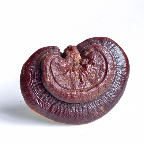 reishi mushroom