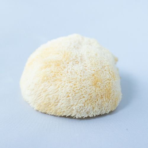 lion's mane mushroom