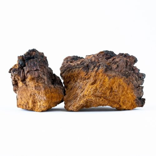 chaga