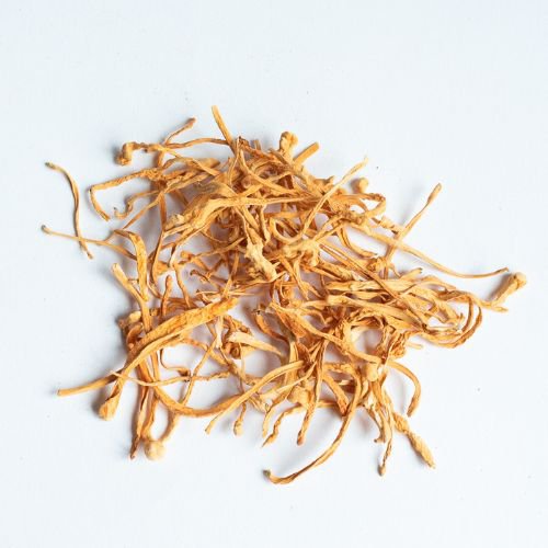 cordyceps mushrooms