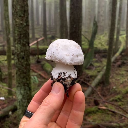 destroying angel mushroom 