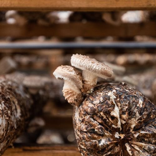 shiitake mushrooms growing