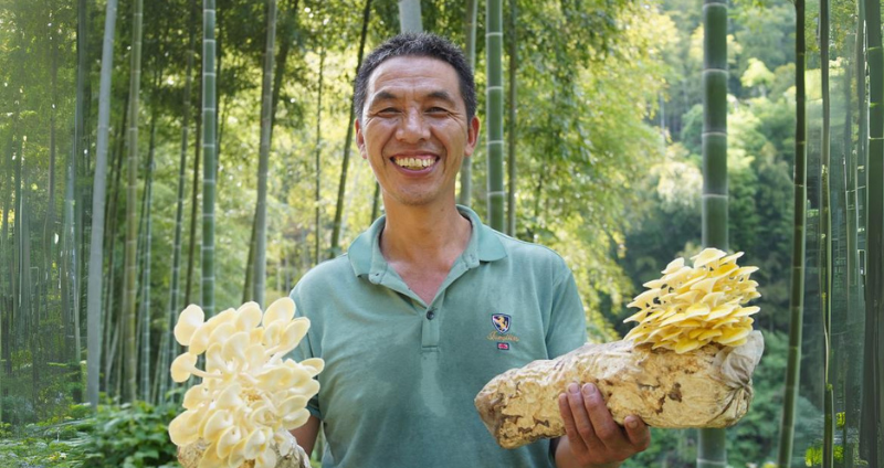 A man stands among bamboo plants, smiling and holding two clusters of golden oyster mushrooms growing on substrates. He wears a green polo shirt.