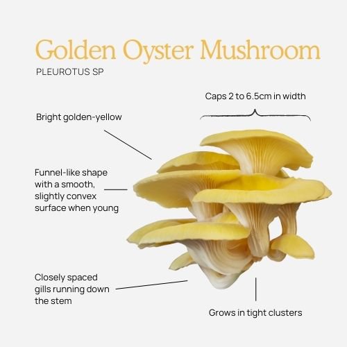 golden oyster mushroom