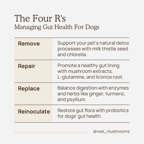 the four r's for gut health