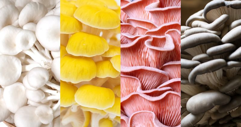 Oyster Mushroom Benefits: A Natural Source of Health cover