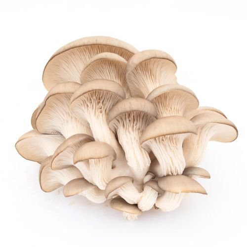 image of oyster mushrooms on a white background