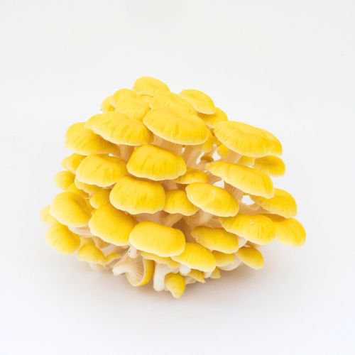 Image of golden oyster mushrooms on a white background