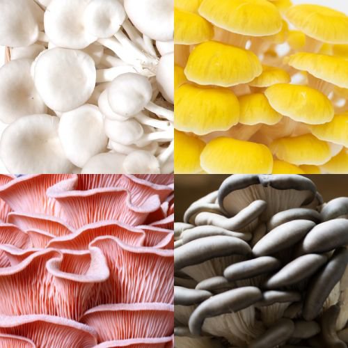 image showing different oyster mushrooms and their different colors that tells how much antioxidant potential they have for health benefits