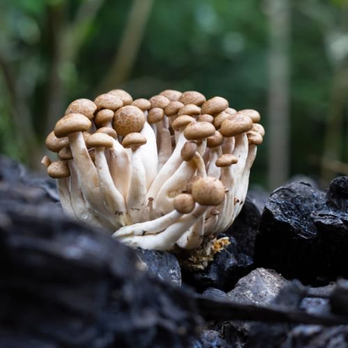 slender-stemmed type of edible mushroom known as beech mushrooms