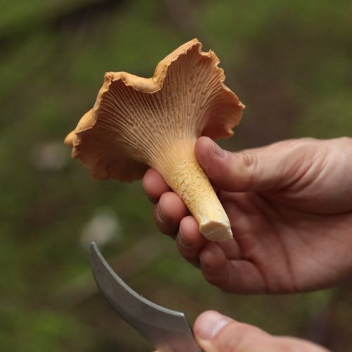 trumpet-shaped type of edible mushroom known as chanterelle mushrooms