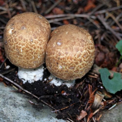 a type of edible mushroom known as cremini mushrooms