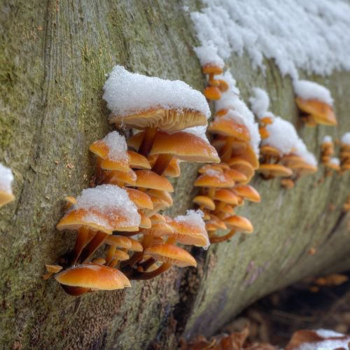 enoki mushrooms on the side of a wood