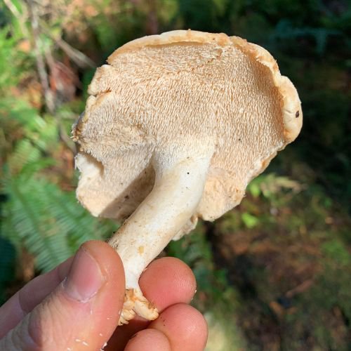 hand holding a white mushroom known as hedgehog mushroom