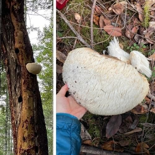 lion's mane mushroom growing on the side of a tree