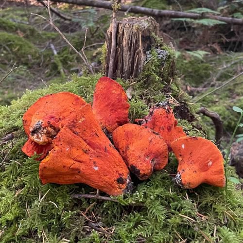 lobster mushrooms growing in a forest