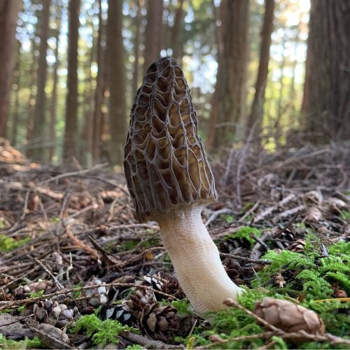 morel mushroom on the forest floor