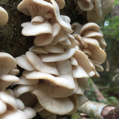 fan-shaped type of edible mushroom known as oyster mushrooms