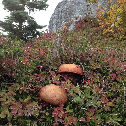 porcini mushrooms on the forest floor