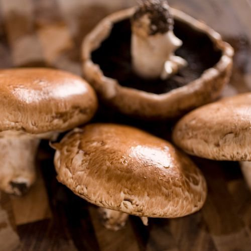 large-capped type of edible mushroom known as portobello mushrooms