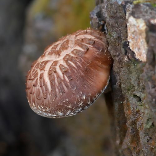 a type of edible mushroom known as shiitake mushrooms