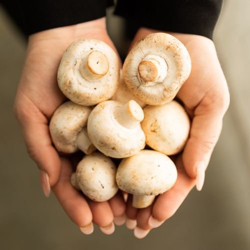 white button mushrooms held by two hands