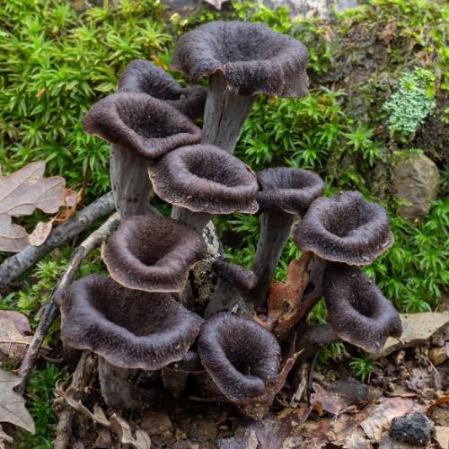 black trumpet mushrooms