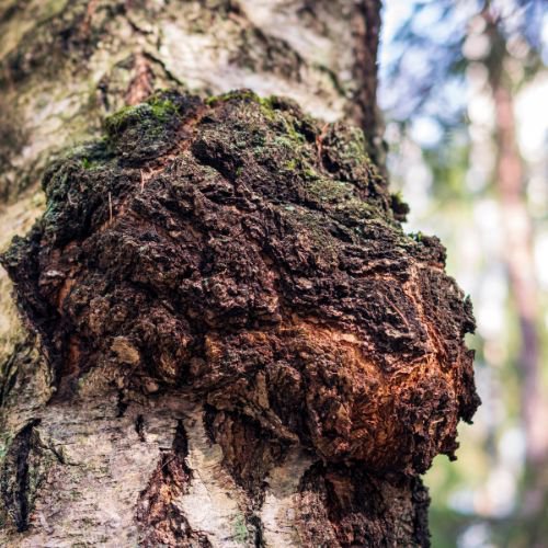 chaga mushroom growing on a tree trunk