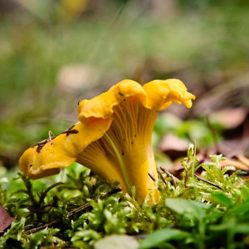 chanterelle mushrooms