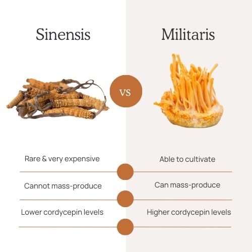 Cordycep sinensis and militaris comparison