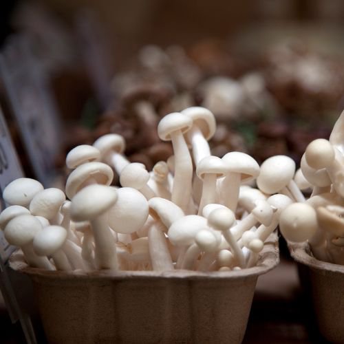 white mushrooms known as enoki mushrooms