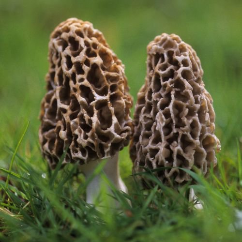 morel mushrooms