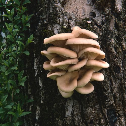 oyster mushrooms growing on the side of a tree