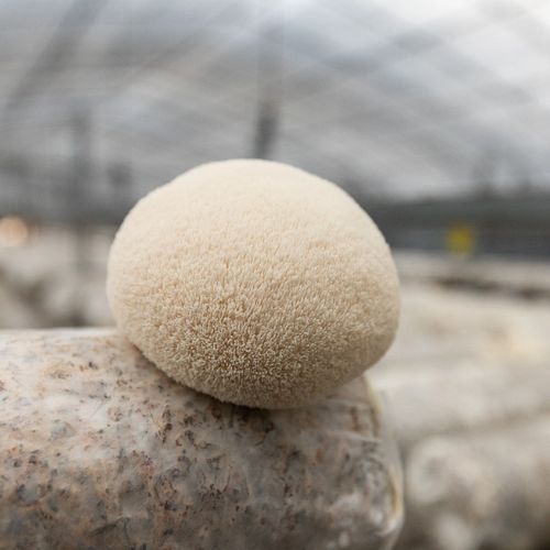 Photo of Lion's Mane grown on a bulk substrate to represent mushroom gardening