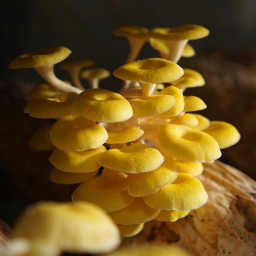 A cluster of bright yellow mushrooms, with a resemblance to oyster mushrooms, grows on a piece of wood bathed in dim light.