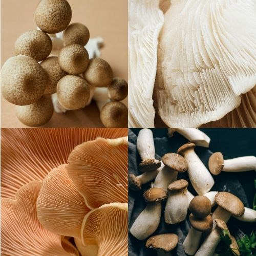 A collage of mushrooms: top left shows clustered oyster mushrooms, top right and bottom left offer close-ups of gills for easy identification, and bottom right features various brown and white mushrooms.