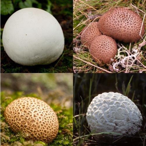 4 different images of puffball mushrooms