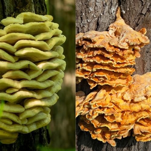 two different Chicken of the Woods mushrooms but with different mushroom scientific names for each.