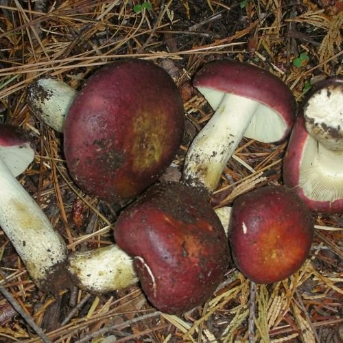 image of red-brown capped mushrooms on the forest floor