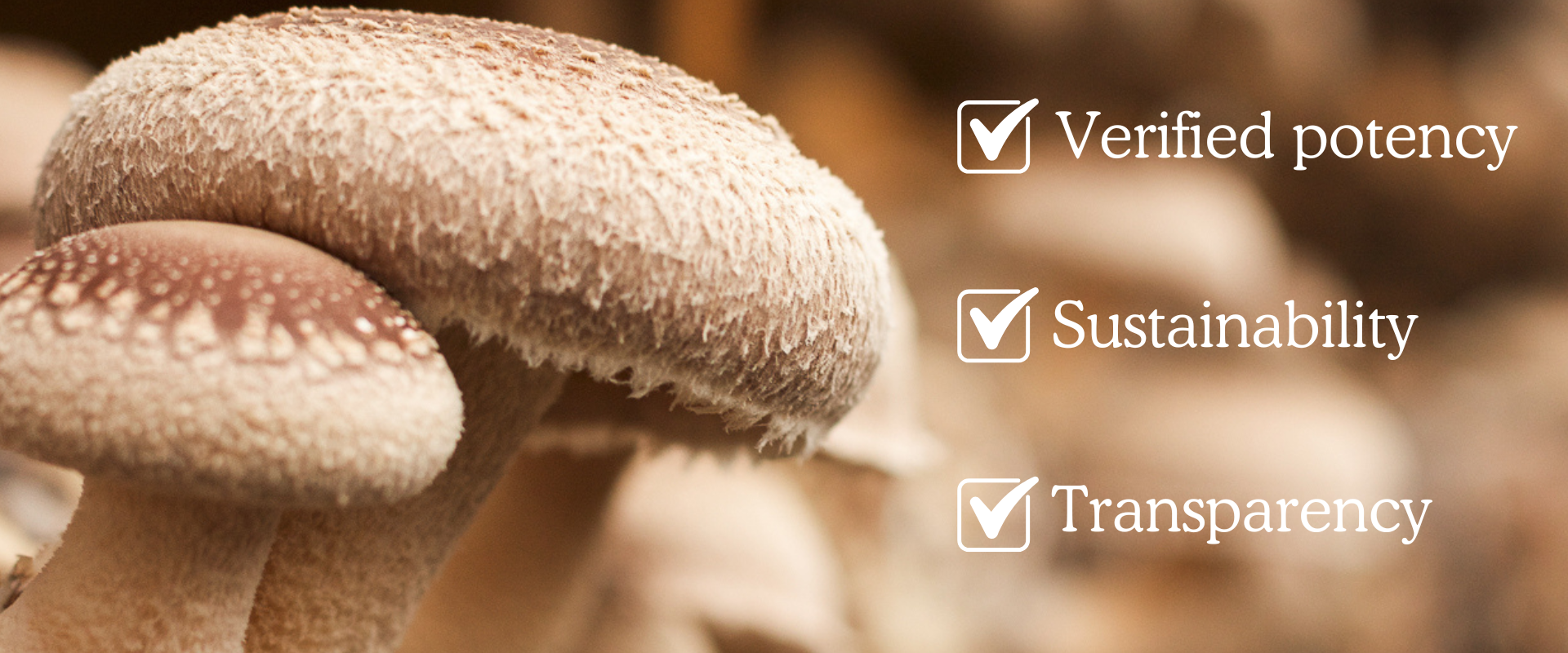 Close-up of mushrooms with overlaid text: "Best Functional Mushrooms," "Verified potency," and "Sustainability," each followed by a checkmark.