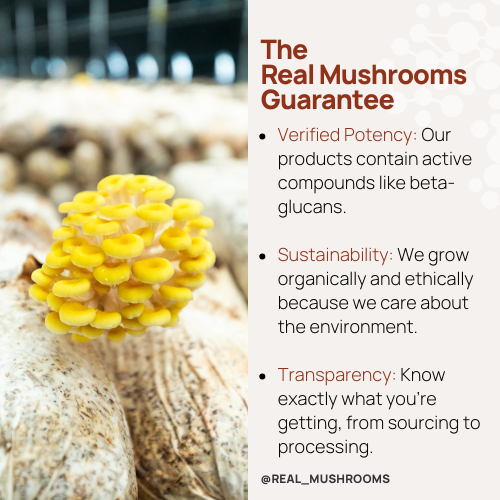 Yellow mushrooms growing on a log. Text beside them features "The Real Mushrooms Guarantee," highlighting verified potency, sustainability, and transparency of the best functional mushrooms.