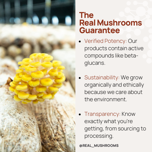 real mushrooms guarantee for best functional mushrooms